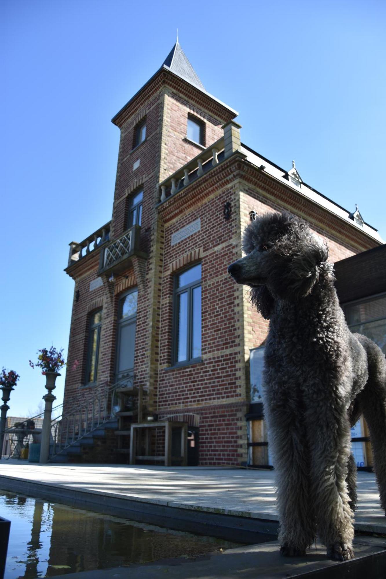 Terp Bed & Breakfast Poperinge Exterior photo